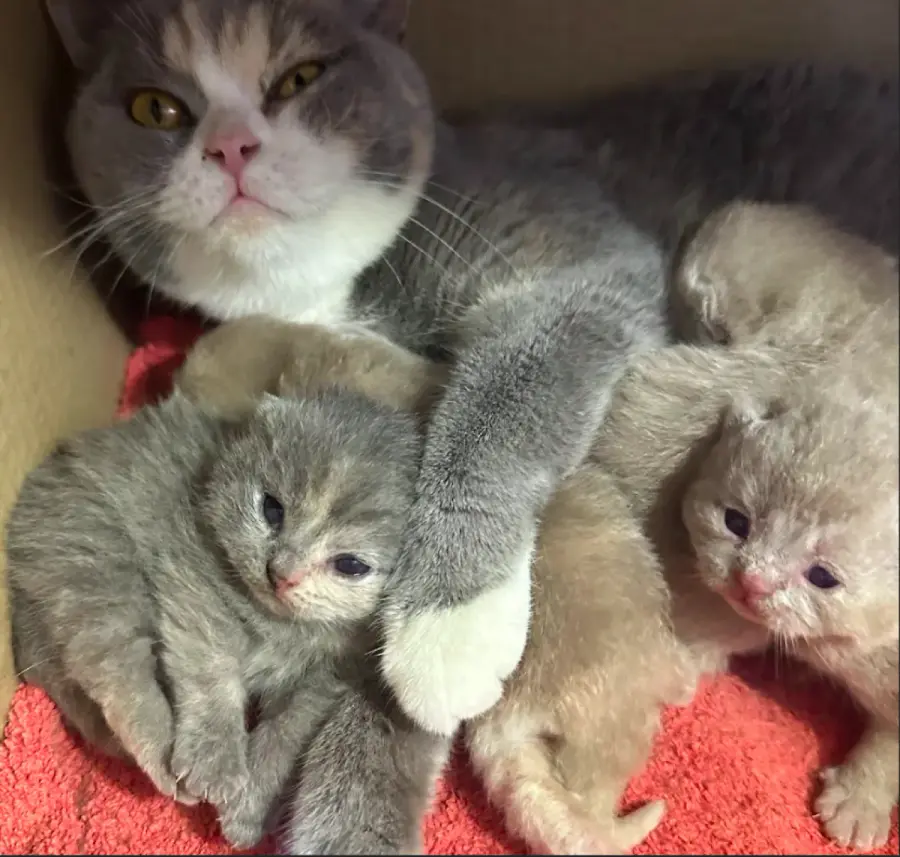 Une portée de chatons British Shorthair