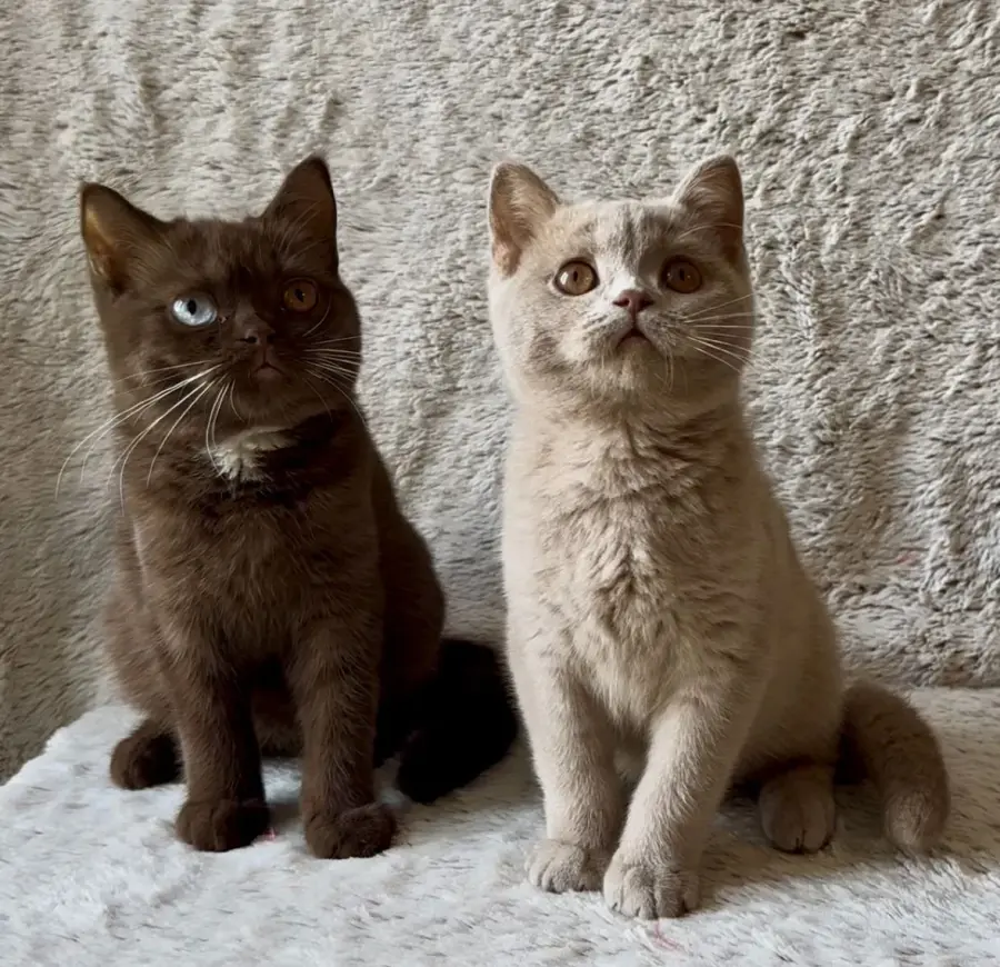 British Shorthair aux yeux bleus : les repères utiles, photo 3