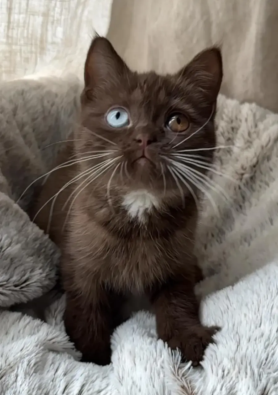 British Shorthair aux yeux bleus : les repères utiles