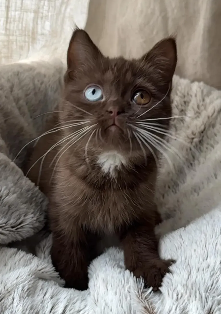British Shorthair aux yeux bleus : les repères utiles