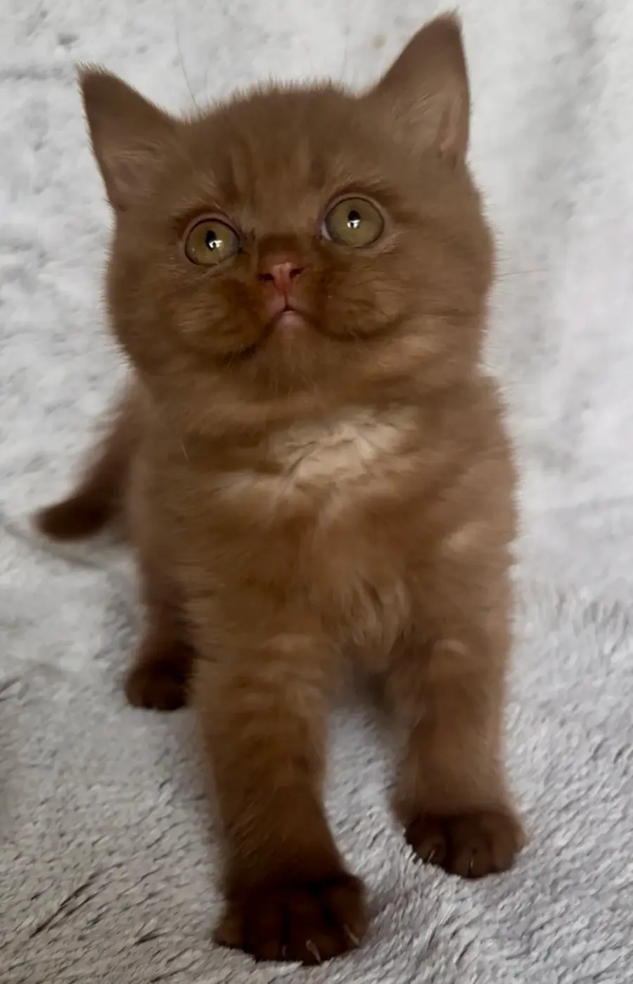Réserver un chaton British Shorthair, étape par étape, photo 6