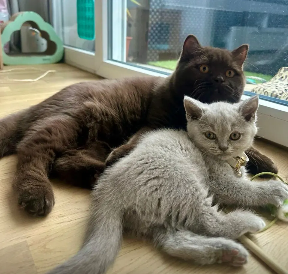 Un British Shorthair adulte et un chaton près d’une fenêtre