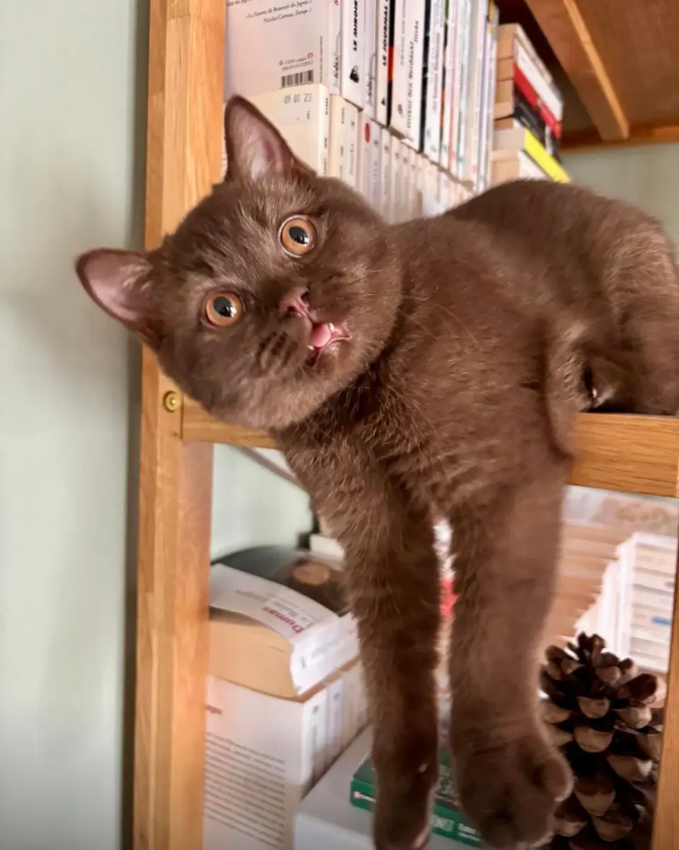 British Shorthair installé devant une bibliothèque