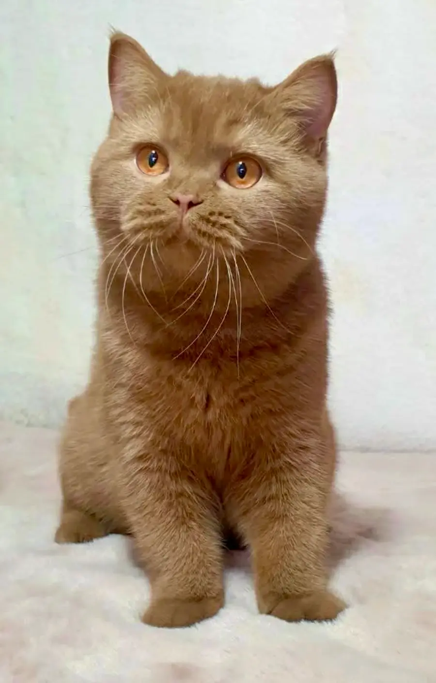 British Shorthair cinnamon assis de face, robe cannelle et yeux cuivre