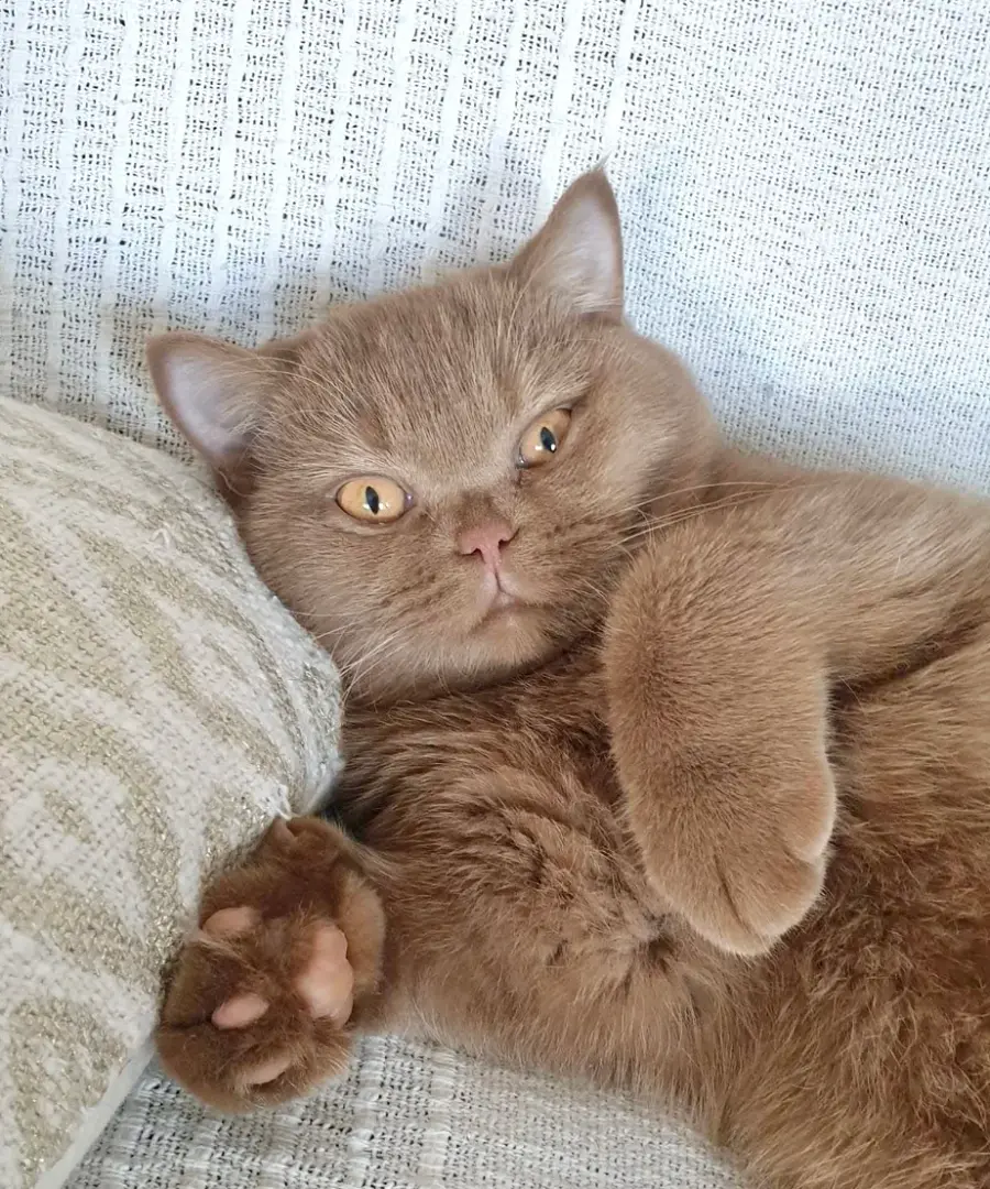 British Shorthair cinnamon allongée sur un plaid clair, yeux ambre et coussinets brique