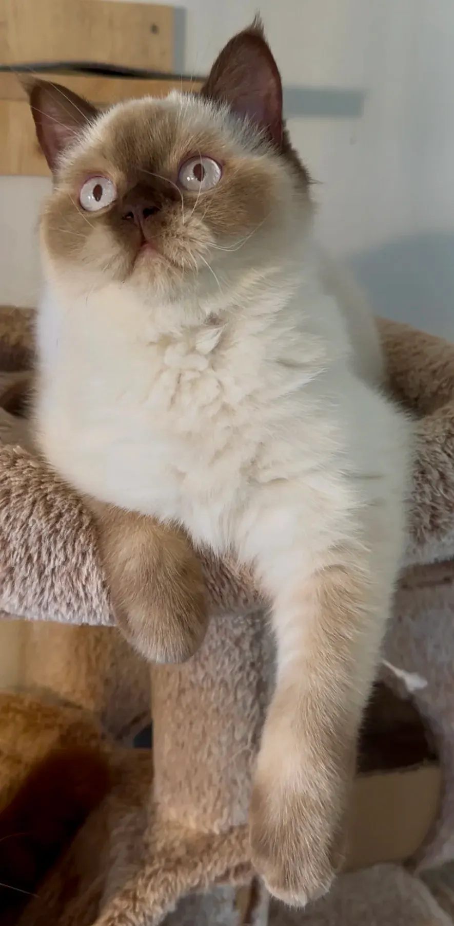 Colorpoint chez le British Shorthair