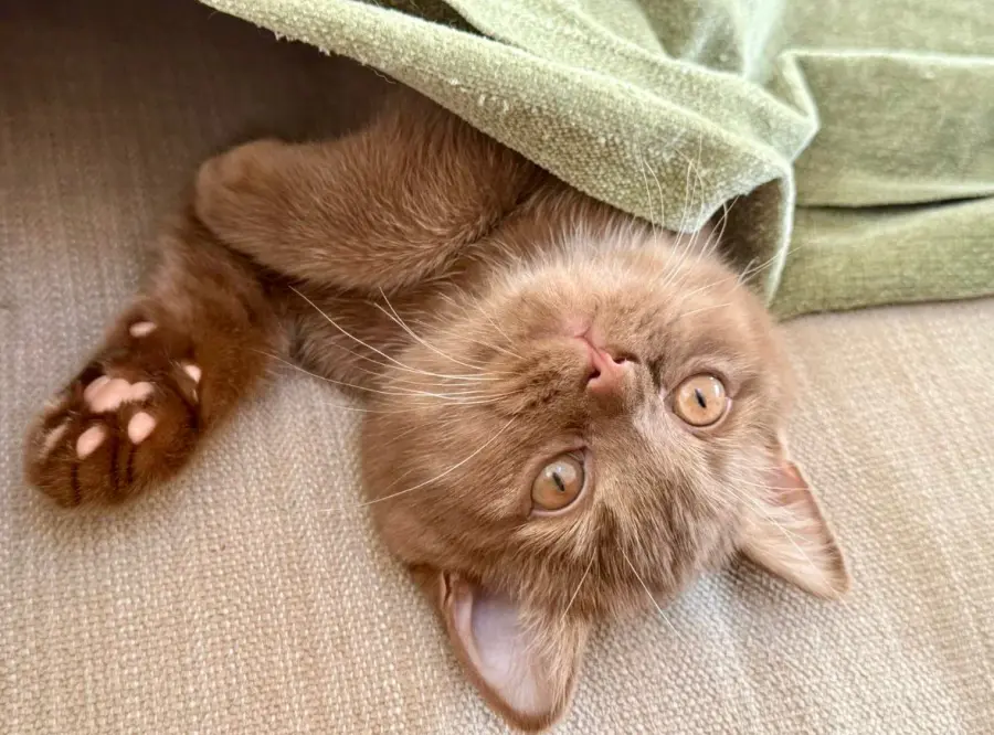 British Shorthair allongé dans la maison