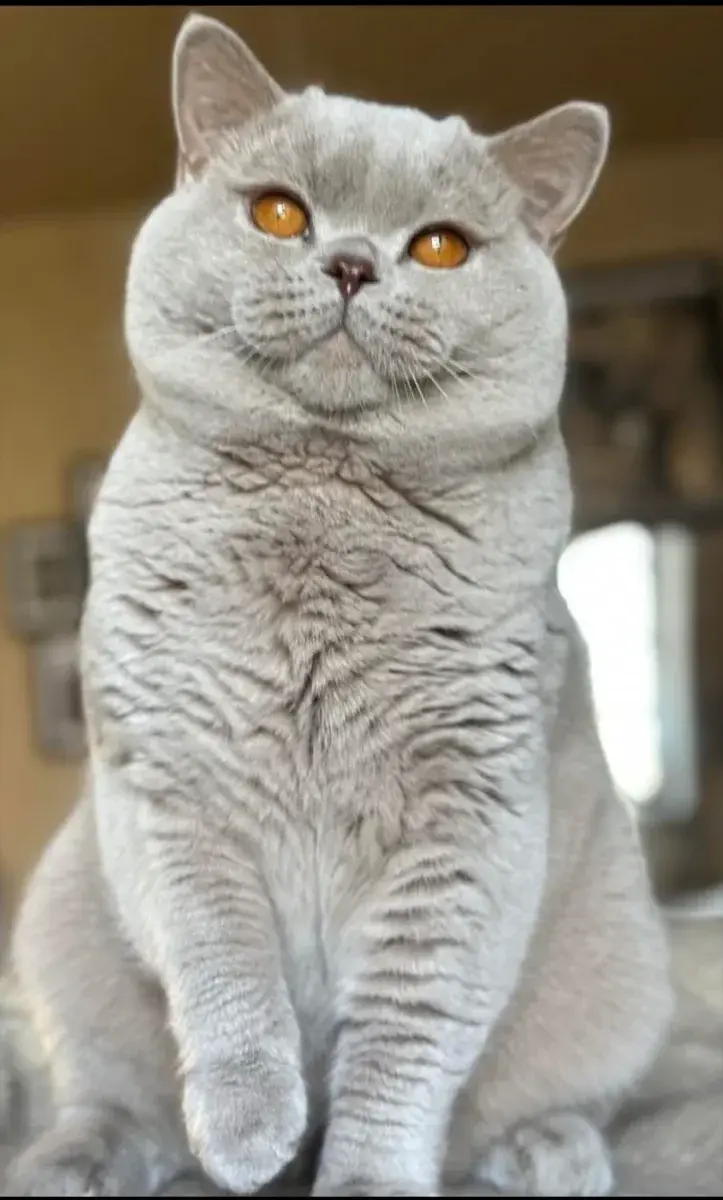 Fawn chez le British Shorthair