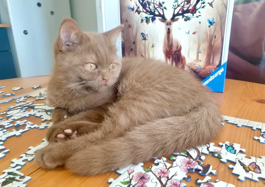 British Shorthair devant un jeu