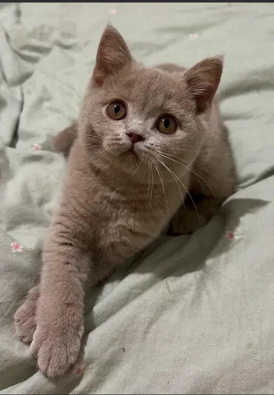 Jeune British Shorthair lilas assis dans la maison