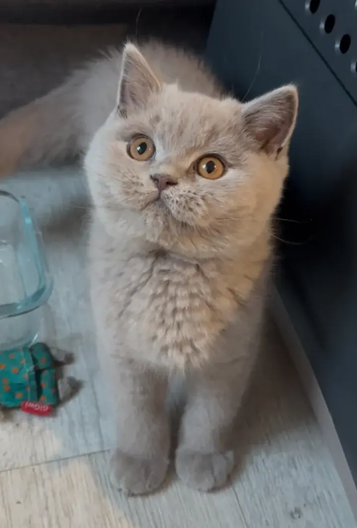British Shorthair lilas adulte, robe gris rosé et yeux cuivre