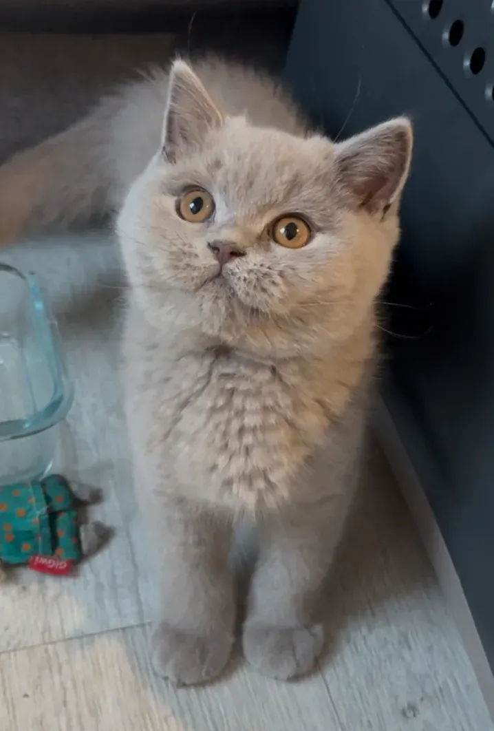 Lilas chez le British Shorthair