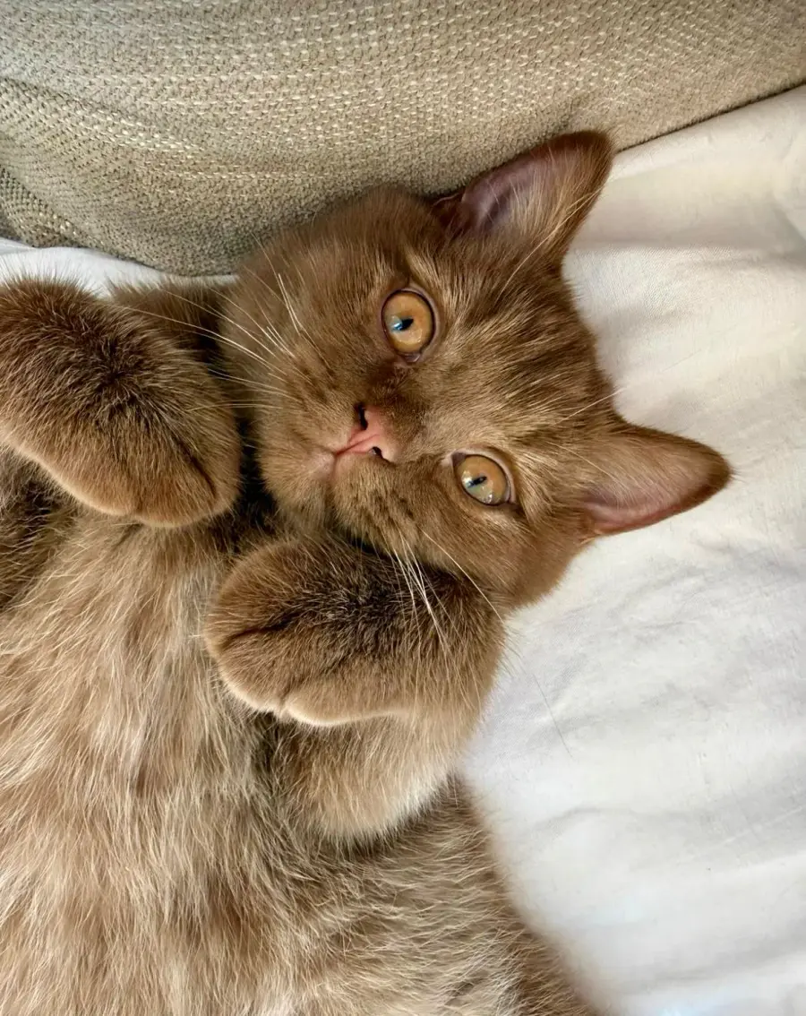 Portrait d’un jeune British Shorthair