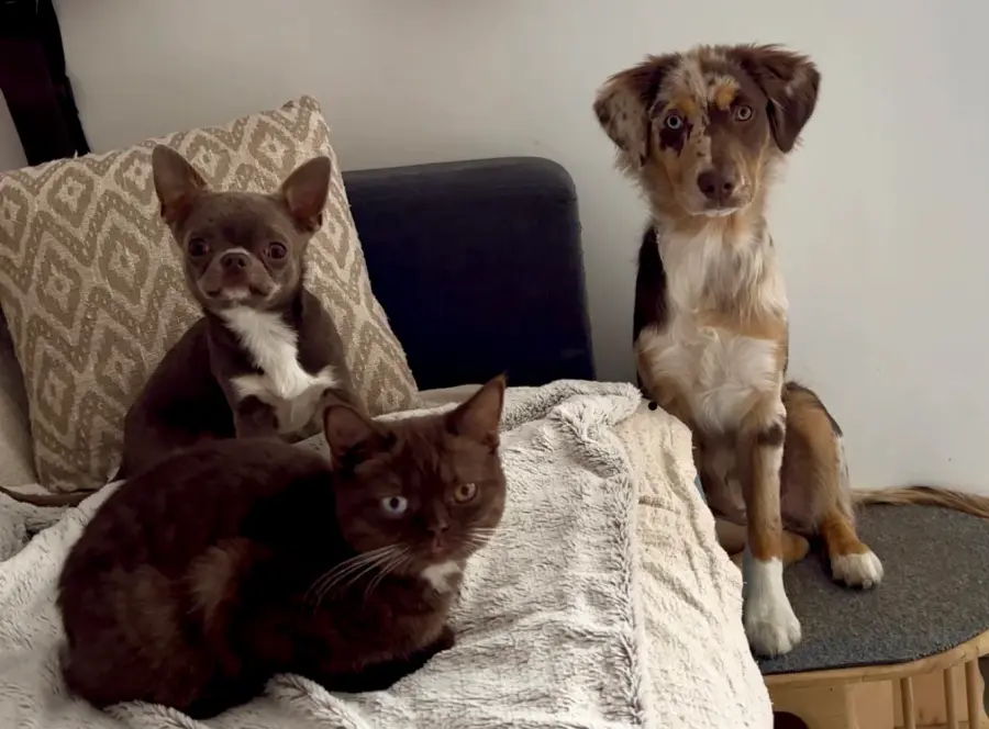 Accueillir un chaton British Shorthair : les premiers repères, photo 6
