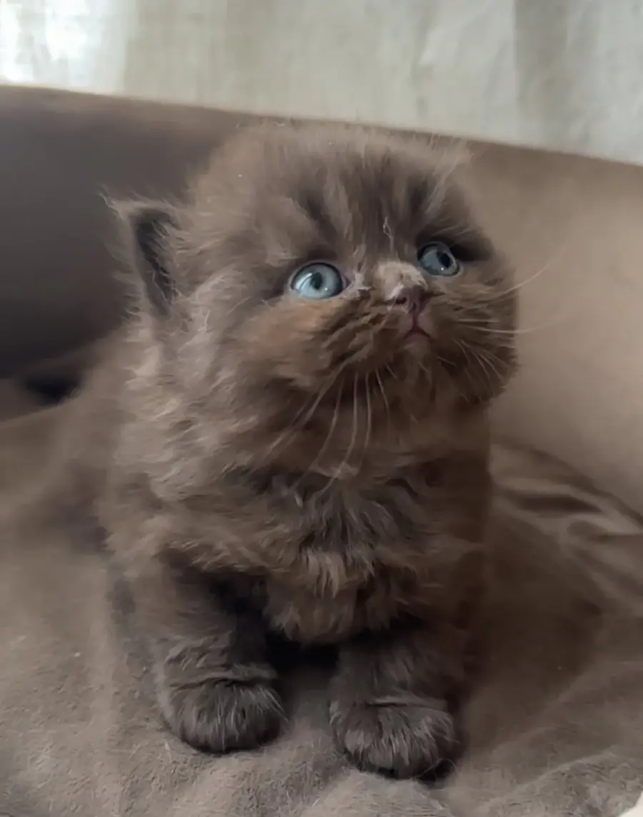 Portrait d’un chaton British Shorthair chocolat