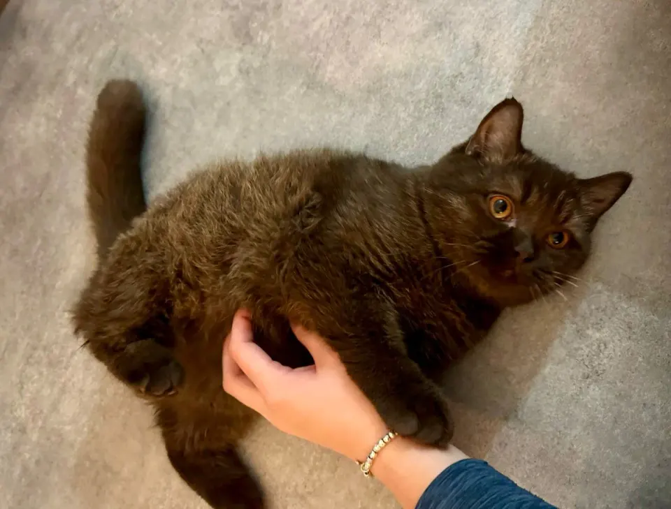 Petit British Shorthair tenu doucement dans une main
