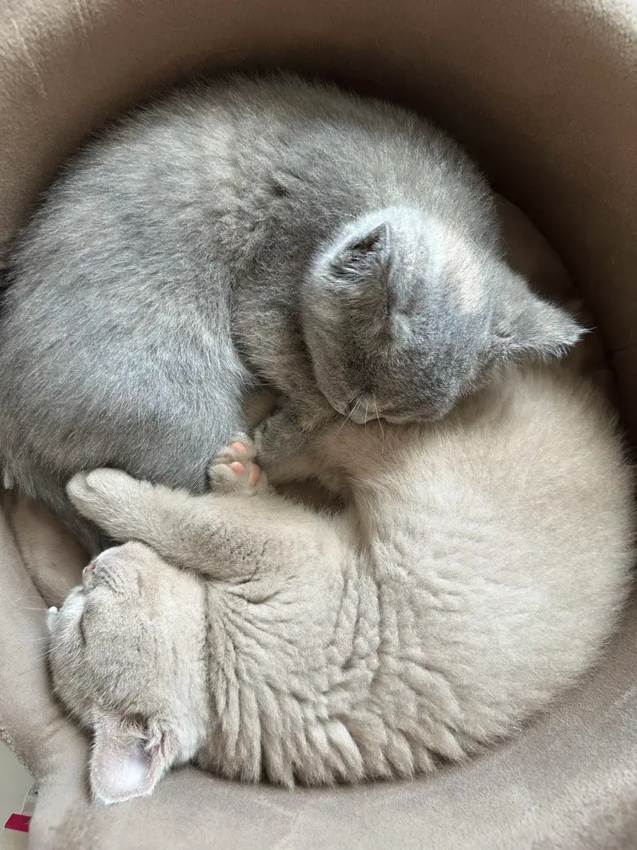Accueillir un chaton British Shorthair : les premiers repères, photo 7