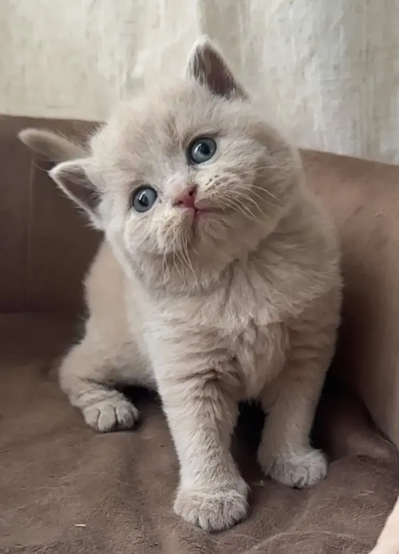 Réserver un chaton British Shorthair, étape par étape