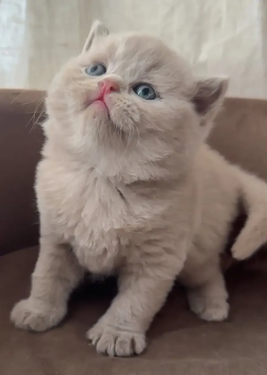 Réserver un chaton British Shorthair, étape par étape, photo 3