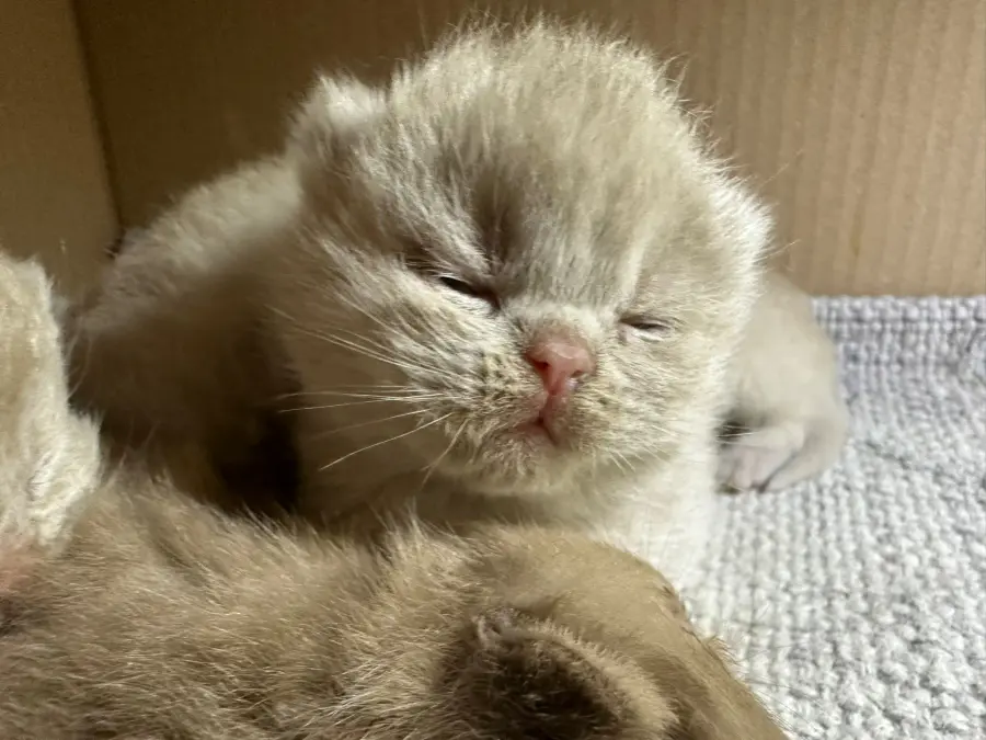 Très jeunes chatons British Shorthair fawn