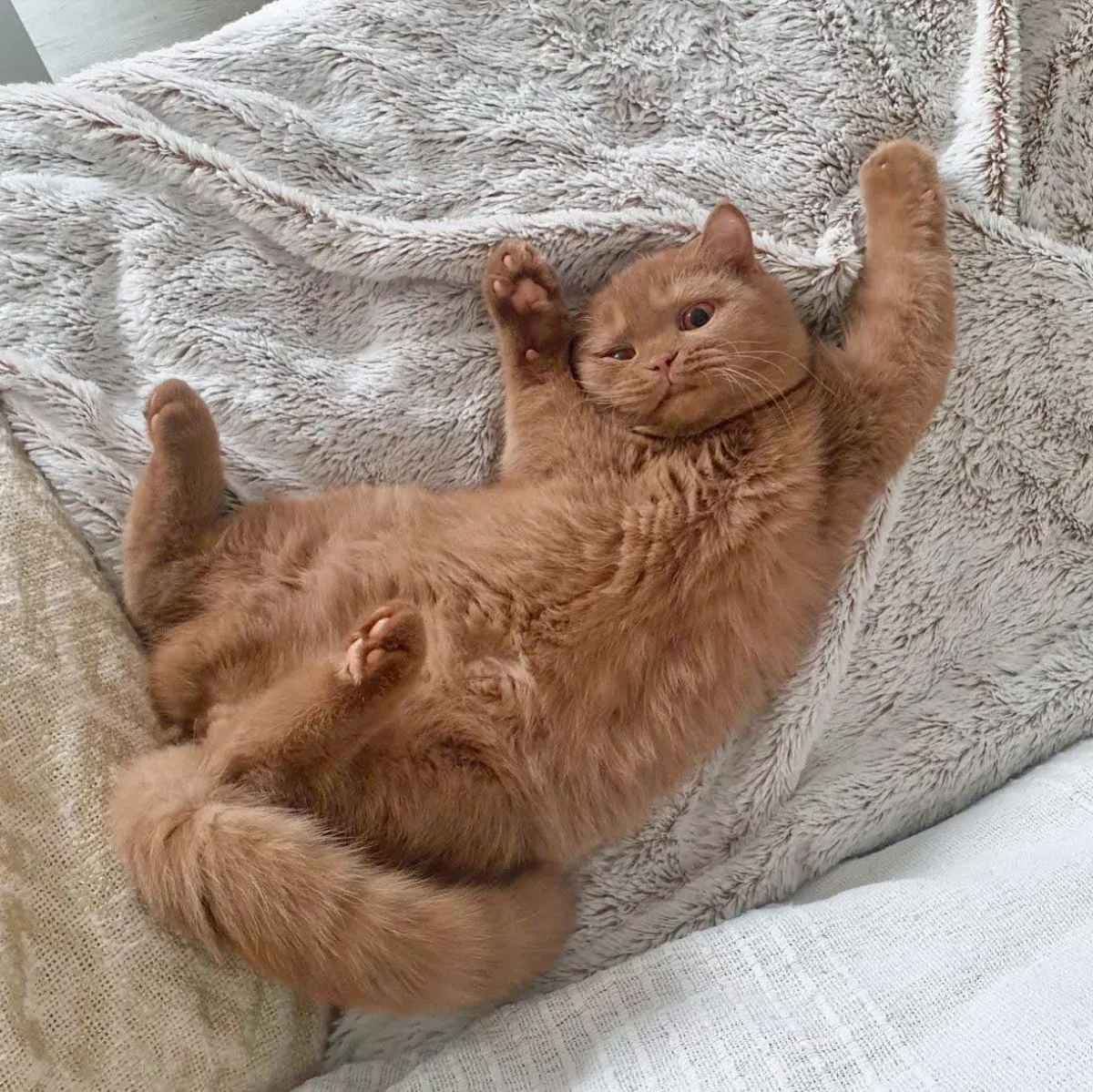 British Shorthair cinnamon en mouvement