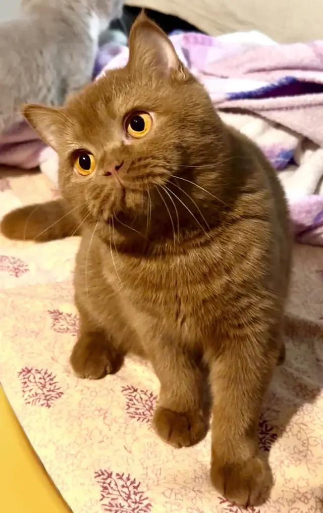 Fluffy