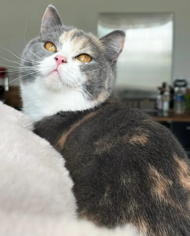 Rosie