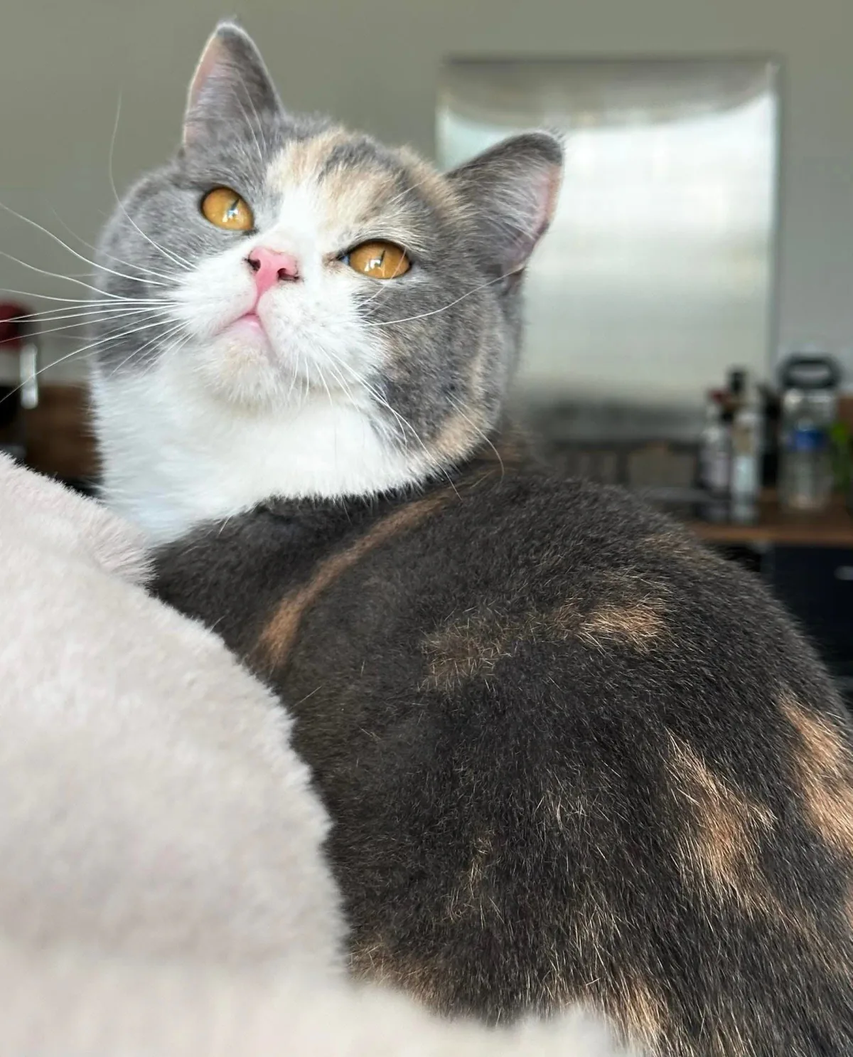 Rosie, femelle British Shorthair retraitée