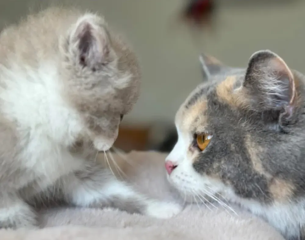 Deux British Shorthair face à face dans la maison