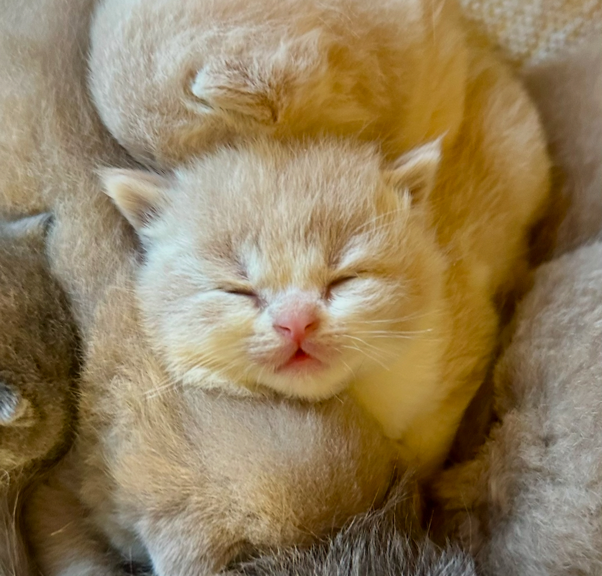 British Shorthair chaton